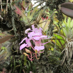 Comparettia macroplectron