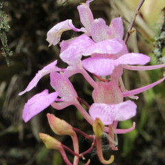 Comparettia macroplectron