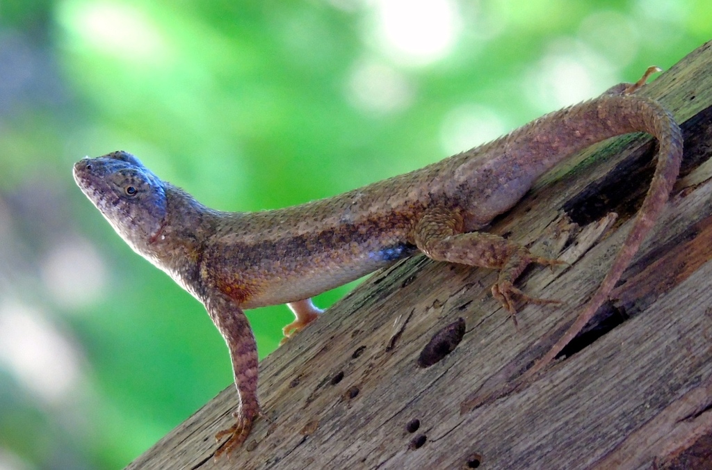 Nelson's Spiny Lizard