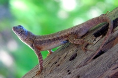 Sceloporus nelsoni