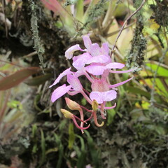 Comparettia macroplectron