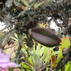 Comparettia macroplectron