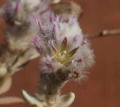 Ptilotus incanus