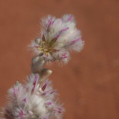 Ptilotus incanus