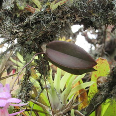 Comparettia macroplectron