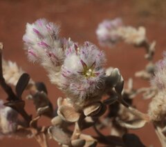 Ptilotus incanus