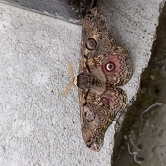 Saturnia lindia