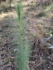 Cassinia leptocephala