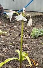 Crinum moorei