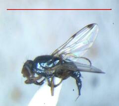 Otitinae