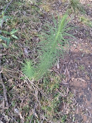 Cassinia leptocephala