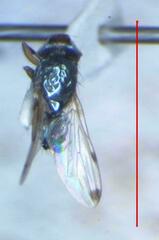 Otitinae