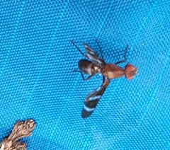 Tritoxa