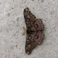 Saturnia lindia