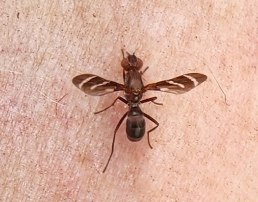 Tritoxa californica