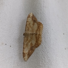 Luxiaria amasa