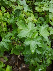 Ribes hudsonianum