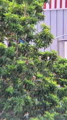 Psittacula alexandri