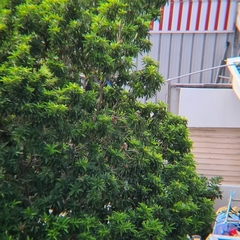 Psittacula alexandri