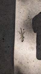 Sceloporus occidentalis