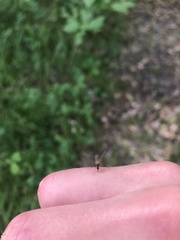 Coquillettidia perturbans