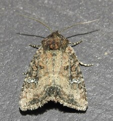 Mesapamea fractilinea