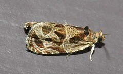 Olethreutes tilianum