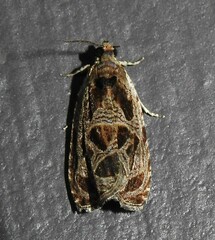 Olethreutes tilianum