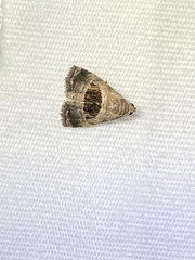 Tripudia rectangula