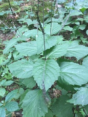 Phryma