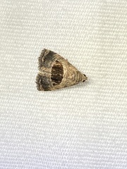 Tripudia rectangula