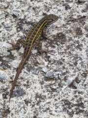 Sceloporus aeneus