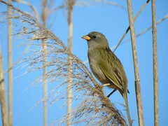 Embernagra platensis