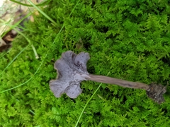 Craterellus calyculus