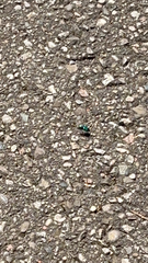 Cicindela sexguttata