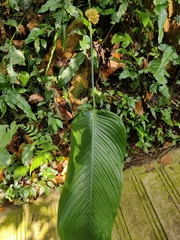 Stachyphrynium placentarium