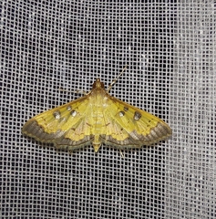 Ategumia