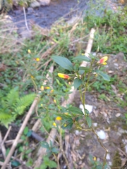 Justicia floribunda