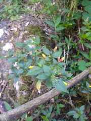 Justicia floribunda