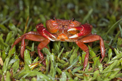 Takpotamon galyaniae