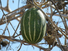Pumpkin Plant (Cucurbita maxima)