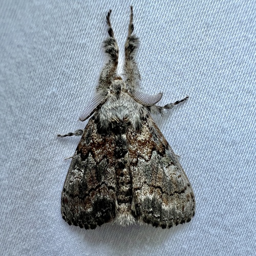 Variable Tussock Moth photo 3