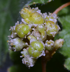 Cuscuta pentagona