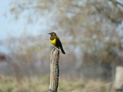 Pseudoleistes virescens