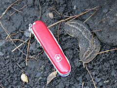 Phyllocaulis soleiformis