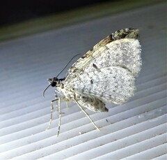 Xanthorhoe labradorensis