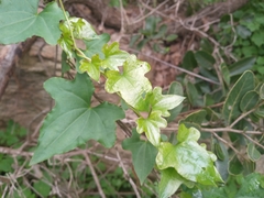 Dioscorea bryoniifolia
