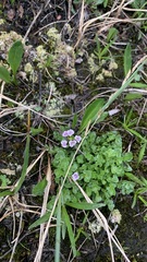 Cardamine purpurea