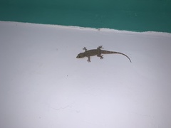 Hemidactylus kangerensis