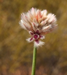 Ptilotus drummondii
